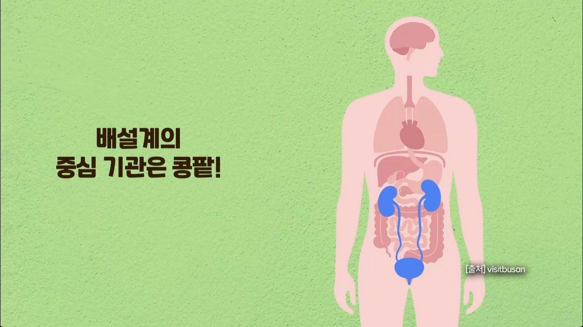 12강 - 배설계와 오줌 생성